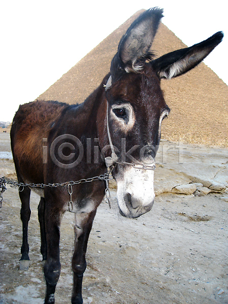 사람없음 JPG 포토 해외이미지 갈색 당나귀 동물 사막 세로 이집트 초록색 컬러풀 포유류 피라미드 한마리 해외202004 회색