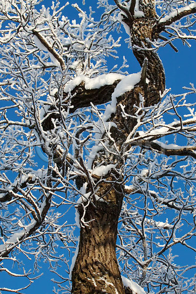 신선 특별함 사람없음 JPG 포토 해외이미지 갈색 검은색 겨울 계절 공원 나무 나무껍질 나뭇가지 내추럴 눈송이 마법 목재 백그라운드 빛 세로 숲 야외 에코 자연 정원 조각 파란색 하늘 해외202004 환경 환상 흰색