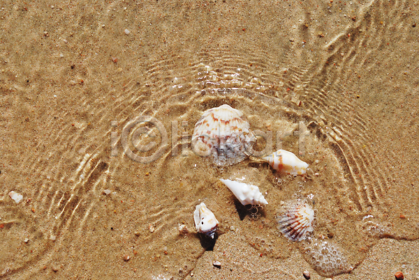 사람없음 JPG 포토 해외이미지 갑각류 껍질 나선형 맑음 모래 모래사장 물 바다 여름(계절) 열대 원형 자연 조개 조약돌 파도 해변 해외202004 휴가