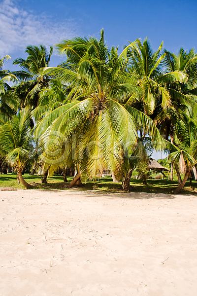 사람없음 JPG 포토 해외이미지 마다가스카르 모래 바다 석호 섬 손바닥 여름(계절) 이국적 코코넛 파라다이스 풍경(경치) 해외202004 호텔 휴가 휴양지