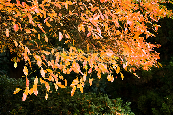 사람없음 JPG 포토 해외이미지 10월 가을(계절) 갈색 그림 나무 노란색 백그라운드 빨간색 오렌지 잎 컬러풀 풍경(경치) 해외202004 환경 황금