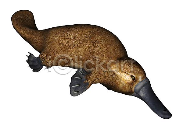 특별함 사람없음 3D JPG 일러스트 포토 해외이미지 1 고립 과학 꼬리 놀람 동물 동물상 만들기 멸종 백그라운드 생물 수영 수영선수 수중 야생동물 이국적 자연 포유류 해외202004 호주 황무지 흰색