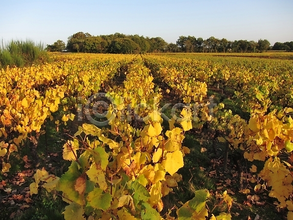 사람없음 JPG 포토 해외이미지 가을(계절) 노란색 산 여름(계절) 와인 잎 포도밭 풍경(경치) 프랑스 해외202004 황금