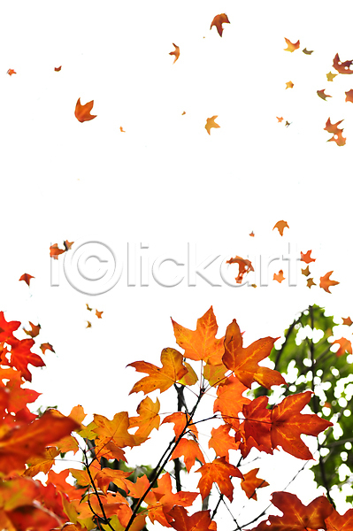 떨어짐 사람없음 JPG 포토 해외이미지 가을(계절) 계절 고립 나무 나뭇가지 내추럴 노란색 단풍 닫기 묘사 문구용품 백그라운드 빨간색 액자틀 오렌지 잎 자연 컬러풀 프레임 해외202004 흰색