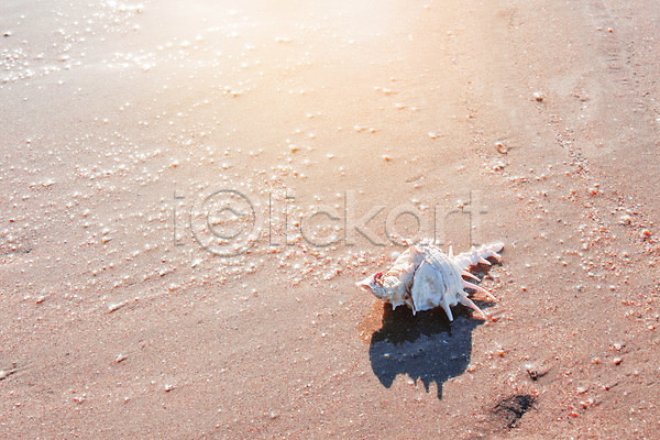 휴식 사람없음 JPG 포토 해외이미지 계절 껍질 내추럴 맑음 모래 묘사 물 바다 백그라운드 아침 야외 여름(계절) 여행 이국적 일출 자연 저녁 전등 젖음 조개 파라다이스 풍경(경치) 해변 해외202004 햇빛 휴가 흰색