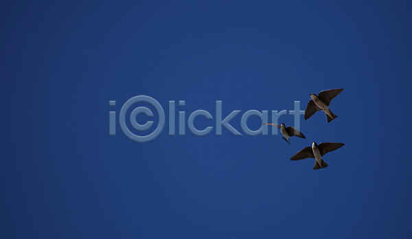 선택 남자 사람없음 여자 JPG 포토 해외이미지 나무 남쪽 닫기 동물 동물상 둥지 미국 사진촬영 야생동물 제비 조류 초록색 캘리포니아 파란색 해외202004 흰색