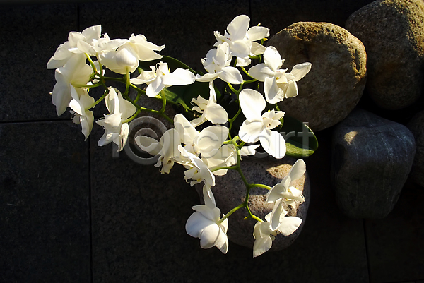사람없음 JPG 포토 해외이미지 꽃 난초 바닥 식물 온실 핀란드 해외202004 햇빛 헬싱키 호접란 흰색