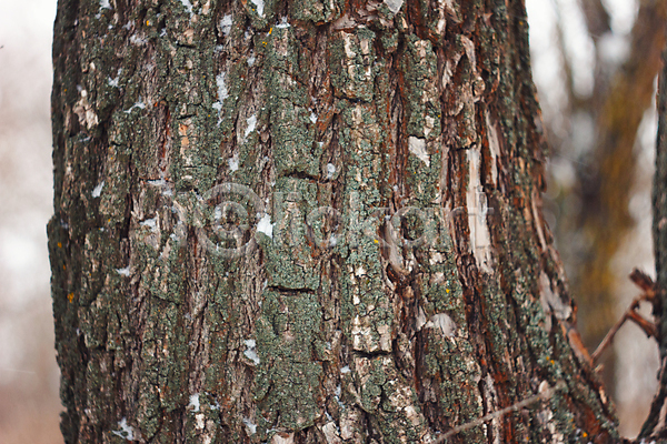건조 사람없음 JPG 포토 해외이미지 갈색 거친 균열 나무 나무껍질 날씨 내추럴 널 노화 디자인 목재 묘사 백그라운드 벽 사인 선 소나무 수목 숲 옛날 자연 잡동사니 질감 초록색 추상 패턴 표면 피부 해외202004