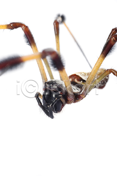 사람없음 JPG 포토 해외이미지 거미 검은색 고립 노란색 동물 모피 백그라운드 빨간색 스튜디오촬영 실크 야생동물 자연 한마리 해외202004 흰배경 흰색
