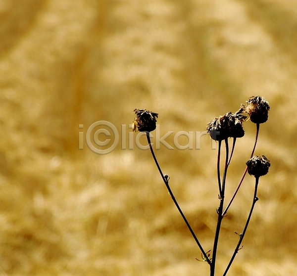 사람없음 JPG 포토 해외이미지 낟알 농경지 농장 밀 밭 블러 수확 업무 여름(계절) 자연 줄무늬 태양 해외202004 황금