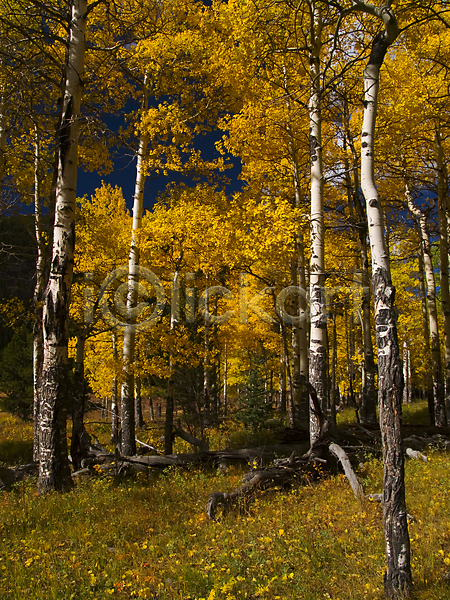 사람없음 JPG 포토 해외이미지 10월 9월 가을(계절) 나무 노란색 숲 잎 콜로라도 해외202004 황금