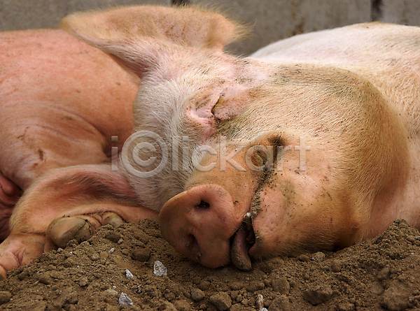 만족 여유 행복 사람없음 JPG 포토 해외이미지 가축 농업 동물 돼지 돼지고기 먹여주기 밭일 베이컨 뿌리기 시골 잠 해외202004