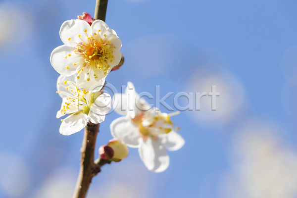 사람없음 JPG 근접촬영 포토 해외이미지 나뭇가지 벚꽃 보케 봄 블러 하늘 해외202004