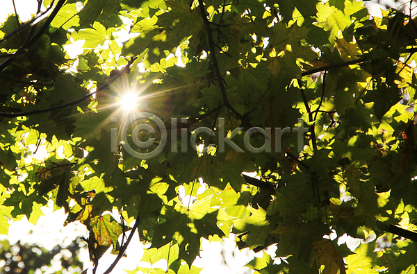 사람없음 JPG 포토 해외이미지 가을(계절) 나무 나뭇가지 단절 단풍 빛 잎 초록색 해외202004 햇빛