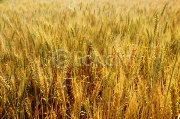 사람없음 JPG 포토 해외이미지 농사 농업 농작물 밀 밀밭 보리 보리밭 야외 주간 풍경(경치) 해외202004