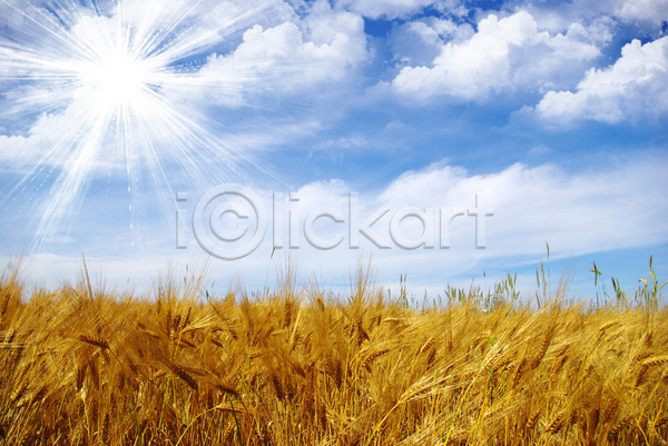 사람없음 JPG 포토 해외이미지 농사 농업 농작물 밀 밀밭 보리 보리밭 야외 주간 하늘 해외202004