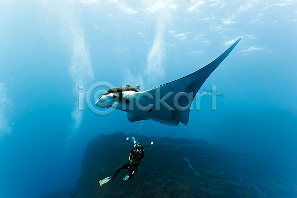 사람없음 JPG 포토 해외이미지 광선 다이빙 동물 동물상 멕시코 물 바다 사진사 수중 야생동물 어류 자연 잠수부 파란색 해외202004