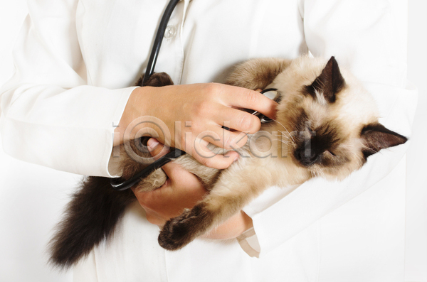 성인 성인여자한명만 여자 한명 JPG 앞모습 포토 해외이미지 검사(조사) 고양이 동물병원 들기 들어올리기 상반신 샴고양이 수의사 실내 진료 청진기 한마리 해외202004