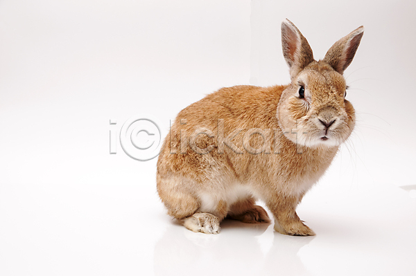 사람없음 JPG 포토 해외이미지 갈색 실내 앉기 응시 토끼 한마리 흰배경