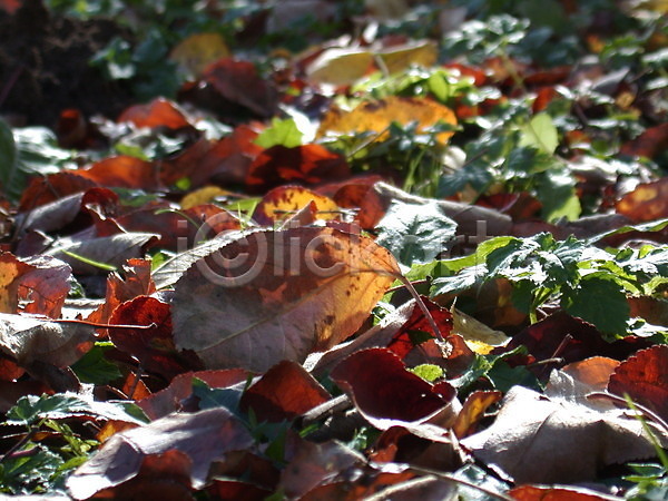 사람없음 JPG 포토 해외이미지 가을(계절) 거짓말 계절 나무 날씨 노란색 빨간색 잎 자연 초록색 해외202004