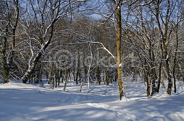 부드러움 시원함 추위 사람없음 JPG 포토 해외이미지 검은색 겨울 계절 공원 그림자 나무 날씨 내추럴 냉동 눈내림 덮개 백그라운드 불가리아 서리 숲 식물 야외 얼음 자연 장면 풍경(경치) 하이킹 해외202004 흐림 흰색