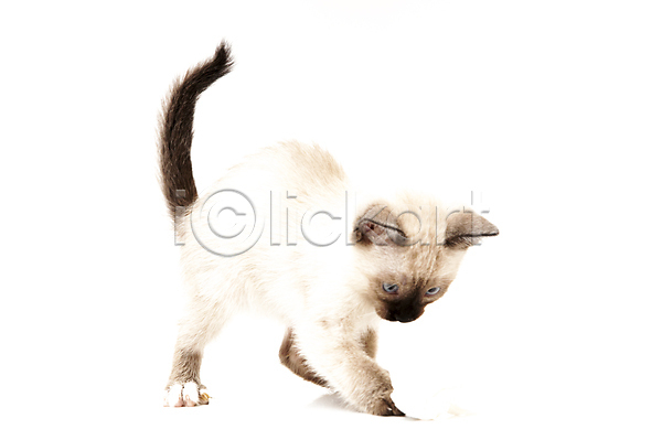 귀여움 달콤 사람없음 아기 JPG 포토 해외이미지 1 갈색 고립 고양이 공백 동물 반려동물 백그라운드 수염 작음 포유류 해외202004 회색 흰색
