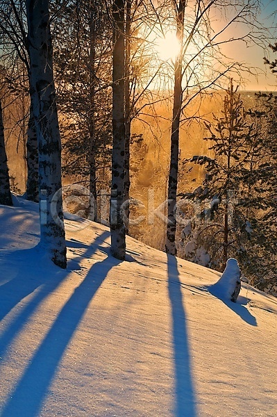 사람없음 JPG 포토 해외이미지 겨울 그림자 나무 노란색 숲 얼음 일몰 파란색 해외202004