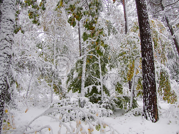 침묵 사람없음 JPG 포토 해외이미지 겨울 나무 나뭇가지 단풍 서리 숲 식물 얼음 자연 컬러풀 크리스마스 풍경(경치) 해외202004 흰색