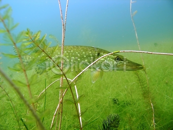 사람없음 JPG 포토 해외이미지 동물 동물상 물 민물 수중 스노클링 식물 야생동물 어류 잎 자연 초록색 해외202004 호수