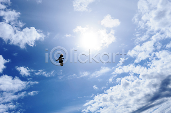 자유 사람없음 JPG 포토 해외이미지 1 검은색 구름(자연) 까마귀 날개(비행) 동물 무료 백그라운드 심볼 싱글 야생동물 자연 조류 천국 컨셉 태양 파란색 하늘 해외202004 햇빛 후광 흰색