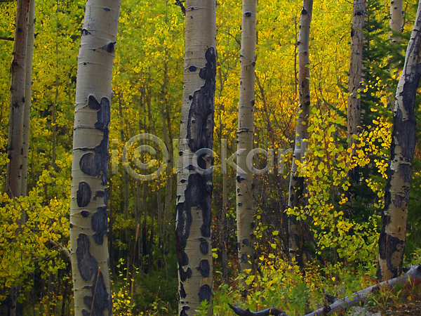 사람없음 JPG 포토 해외이미지 10월 9월 가을(계절) 나무 노란색 숲 잎 자연 자작나무 추상 콜로라도 해외202004 황금 황무지 흰색