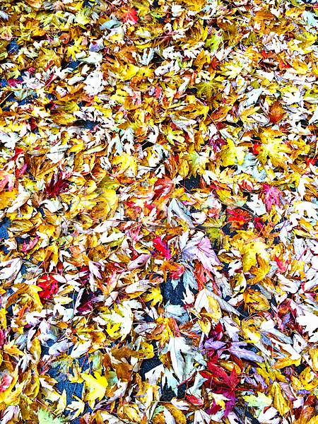건조 떨어짐 활발 사람없음 JPG 포토 해외이미지 10월 9월 가을(계절) 갈색 강렬 계절 노란색 단풍 단풍잎 백그라운드 빨간색 색동 세로 야외 오렌지 잎 자연 질감 캐나다 컬러풀 해외202004 황금