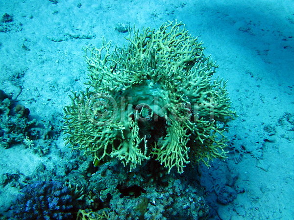 사람없음 JPG 포토 해외이미지 바다 산호 수중 야생동물 이집트 해외202004