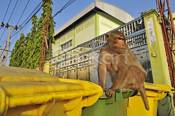 사람없음 JPG 포토 해외이미지 공원 쓰레기 야생동물 원숭이 음식 응시 자연 캔 태국 해외202004