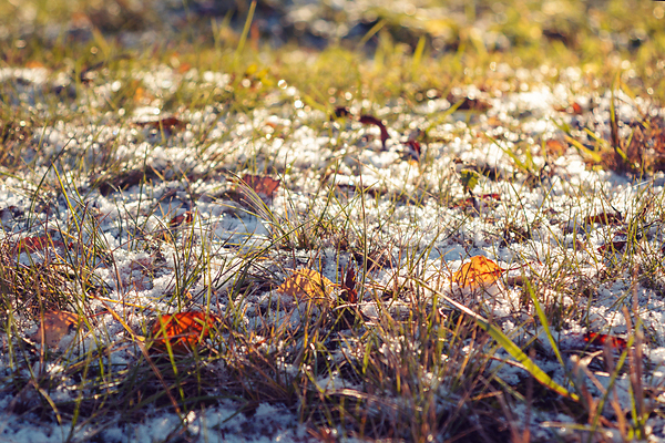 건조 추위 사람없음 JPG 포토 해외이미지 10월 11월 12월 가을(계절) 겨울 계절 공원 날씨 내추럴 노란색 단풍 백그라운드 서리 식물 야외 잎 자연 정원 질감 초록색 추상 컬러풀 해외202004 햇빛 흰색