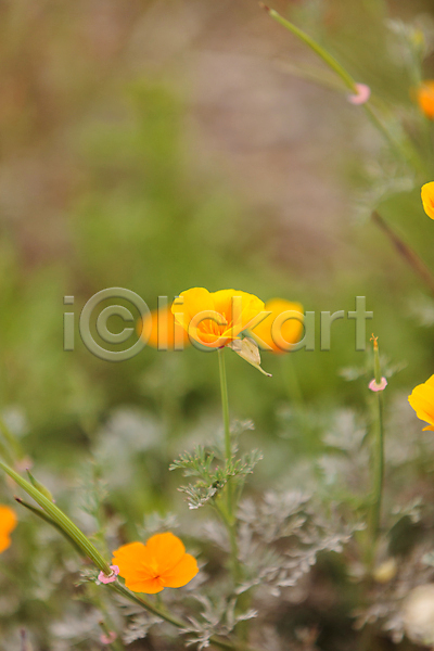 사람없음 JPG 포토 해외이미지 꽃 들꽃 무료 밭 식물 양귀비 오렌지 자연 정원 캘리포니아 해외202004