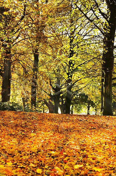 떨어짐 사람없음 JPG 포토 해외이미지 10월 11월 가을(계절) 갈색 계절 공원 나무 내추럴 노란색 땅바닥 맑음 빨간색 숲 오렌지 잎 자연 초록색 컬러풀 해외202004 햇빛 황금