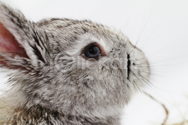 사람없음 JPG 근접촬영 포토 해외이미지 실내 응시 토끼 한마리 회색 흰배경