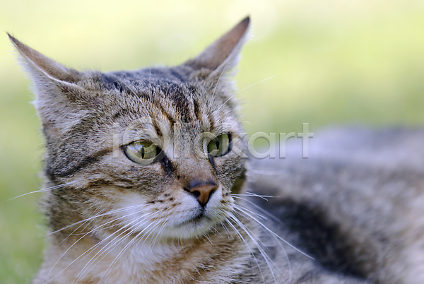 사람없음 JPG 포토 해외이미지 고양이 동물 디테일 머리 묘사 반려동물 생물 얼굴 얼룩무늬 해외202004
