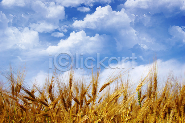 사람없음 JPG 포토 해외이미지 농사 농업 밀 밀밭 보리밭 야외 주간 하늘 해외202004