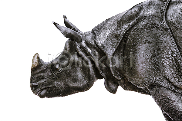사람없음 JPG 포토 해외이미지 동물 동물상 머리 뿔 야생동물 초식동물 코뿔소 큼 포유류 해외202004