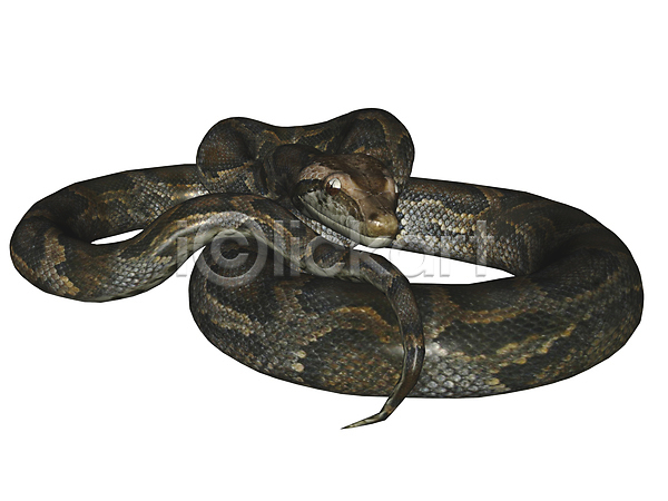 사람없음 3D JPG 일러스트 포토 해외이미지 고립 동물 동물상 뱀 자연 파충류 해외202004 흰색