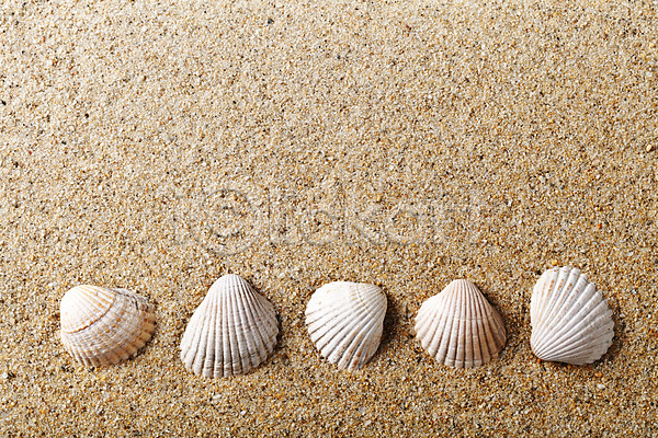 사람없음 JPG 포토 해외이미지 껍질 디자인 모래 모래사장 물 바다 백그라운드 스파 여름(계절) 여행 연체동물 우주 자연 장식 조개 질감 취급주의 카피스페이스 태양 해변 해외202004 휴가 흰색
