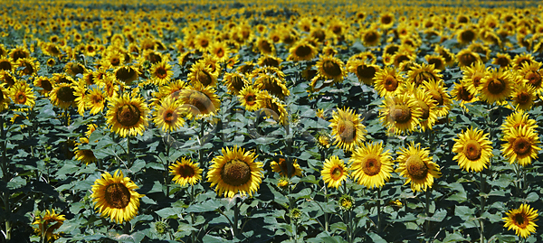 행복 사람없음 JPG 포토 해외이미지 광선 구름 꽃 꽃가루 꽃무늬 꽃잎 내추럴 노란색 농작물 닫기 맑음 밭 밭일 봄 빛 식물 씨앗 여름 오렌지 원형 이탈리아 잎 자연 정원 초록색 컬러풀 태양 토스카나 하늘 해바라기 해외202004 해외포토