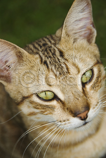 사람없음 JPG 포토 해외이미지 가축 고양이 귀 눈(신체부위) 동물 모피 수염 줄무늬 초록색 코 털 해외202004