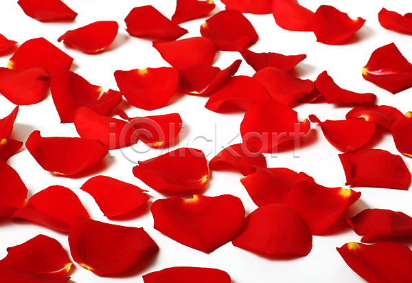 사랑 신선 사람없음 JPG 포토 해외이미지 결혼 고립 기념일 꽃 꽃다발 꽃잎 날짜 닫기 데이트 발렌타인데이 빨간색 선물 식물 장미 장식 페달 해외202004 흰색