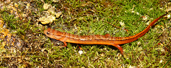 사람없음 JPG 포토 해외이미지 2 꼬리 끈적임 남쪽 동물 동물상 미국 생물 생물학 생태계 생태학 선 야생동물 양서류 오렌지 자연 주름 파충류 해외202004 해외포토 환경