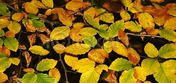 사람없음 JPG 포토 해외이미지 가을(계절) 계절 내추럴 노란색 단풍 디자인 빨간색 숲 식물 야외 잎 자연 컬러풀 해외202004 해외포토 황금