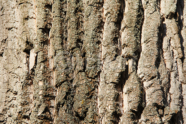 사람없음 JPG 포토 해외이미지 나무 나무껍질 목재 바이오 백그라운드 수목 식물 자작나무 질감 해외202004