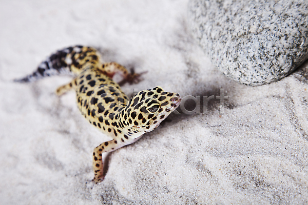 사람없음 JPG 포토 해외이미지 내추럴 도마뱀 동물 모래 사막 숨기 태양 파충류 해외202004 환경
